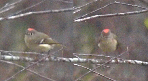 [Two fuzzy images of the bird. A side view on the left show a red spot atop the bird's head. The bird faces the camera on the right showing a triangle of read on its head. ]
